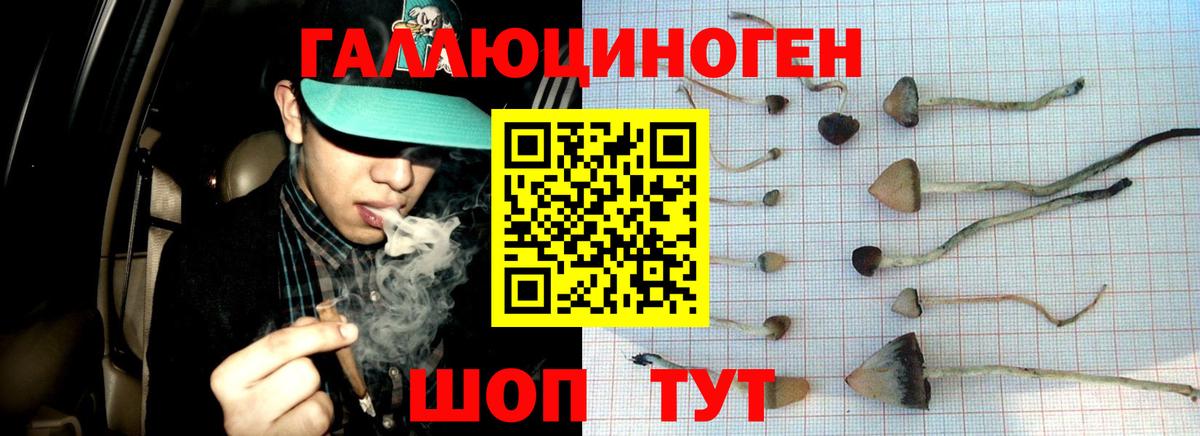 Лесозаводск  Галлюциногенные грибы Cubensis  Вход с VPN 